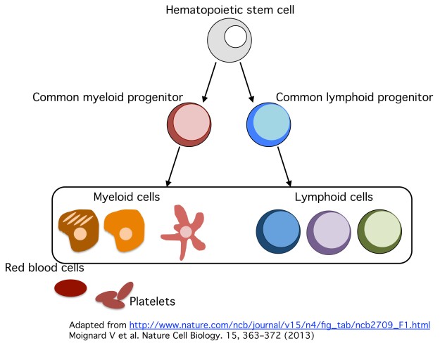 An overview of blood cell development