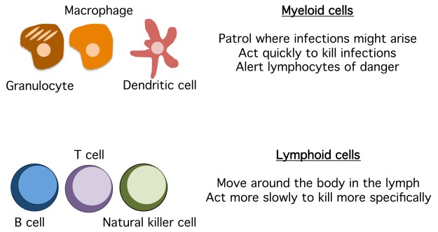 Myeloid Lymphoid